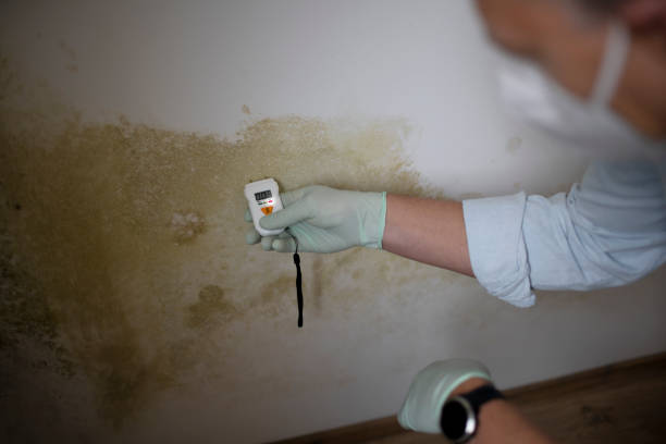 Attic Mold Removal in State College, PA